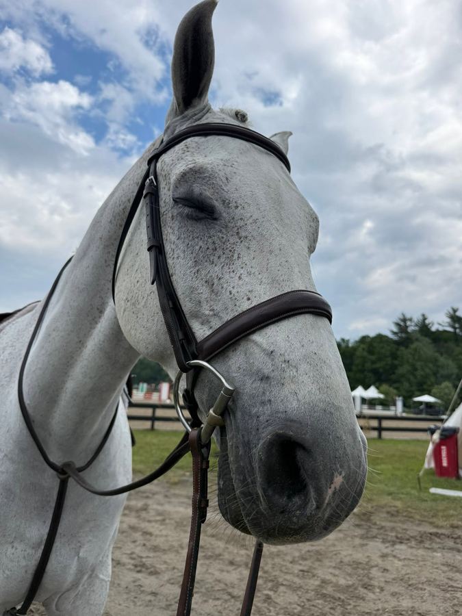 Close-up portrait of a grey horse, Forman Show Stables