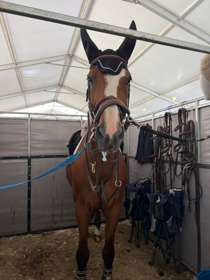 Horse in bridle at Saratoga Horse Shows, Forman Show Stables